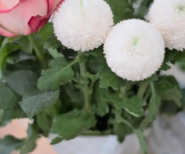 Bucher - Metnitztalerhof